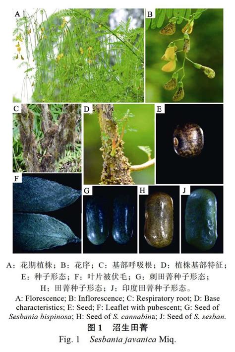 沼生田菁|中国豆科1个新记录种——沼生田菁